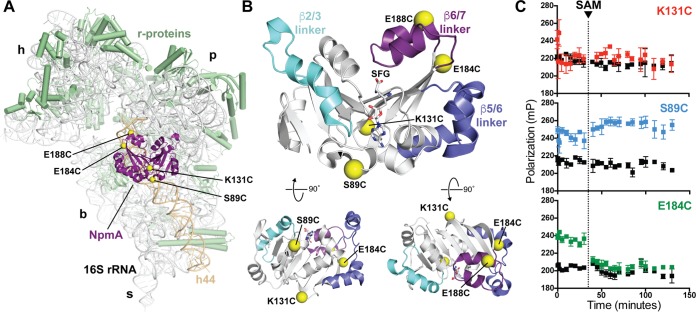 FIG 1