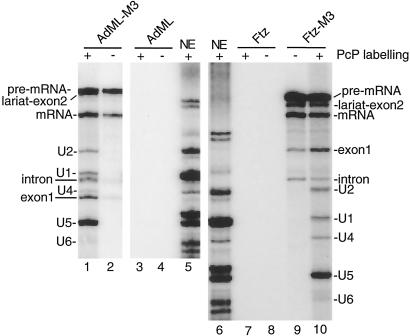 Fig 3.