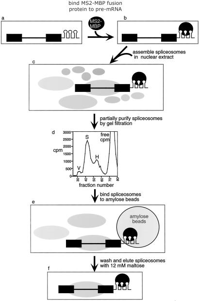 Fig 1.