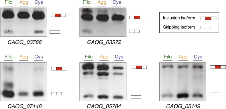 Figure 11—figure supplement 1.