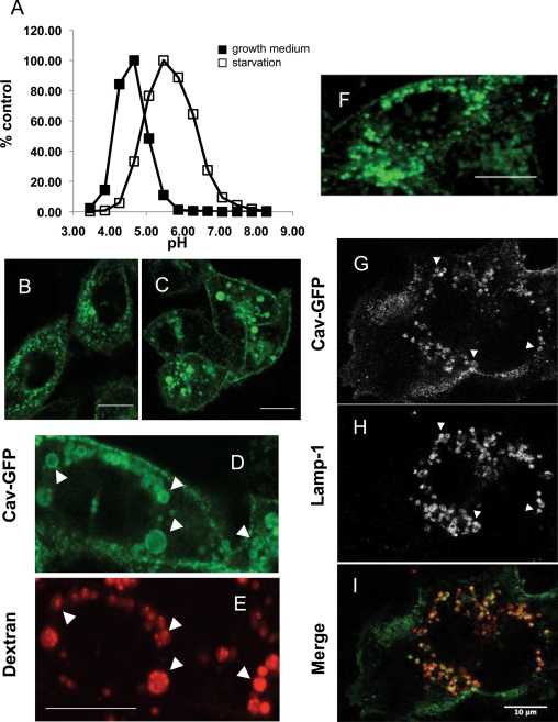 FIGURE 3: