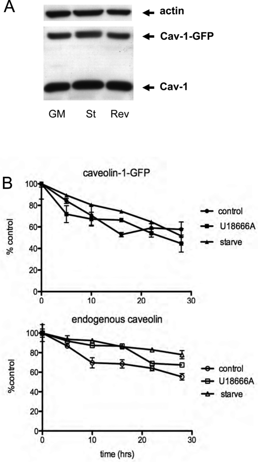 FIGURE 5: