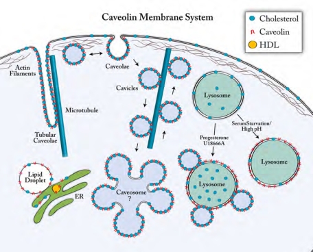 FIGURE 10: