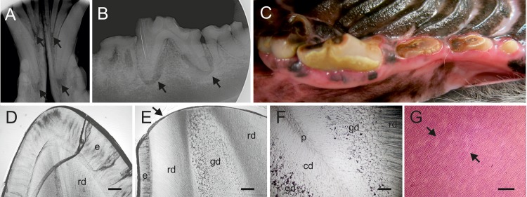 Fig 4