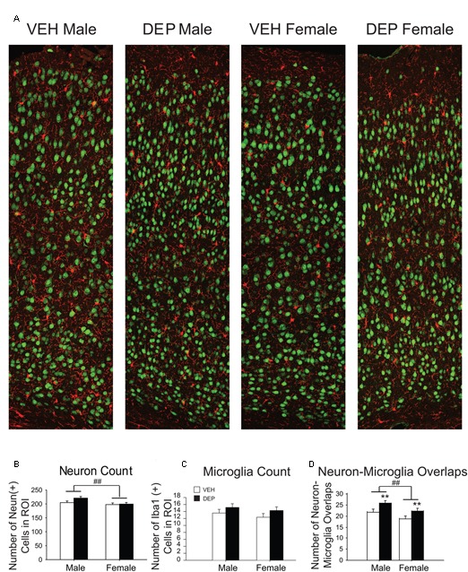 FIGURE 3