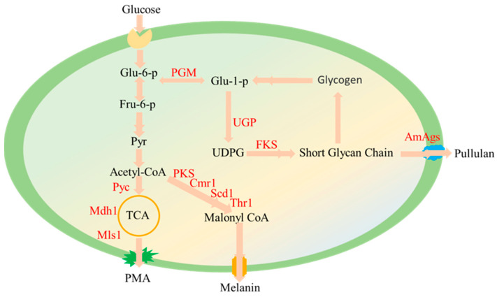 Figure 9