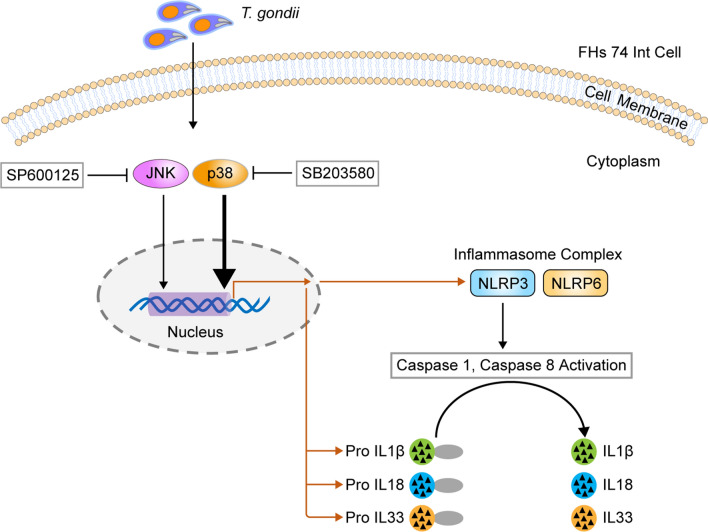 Fig. 7