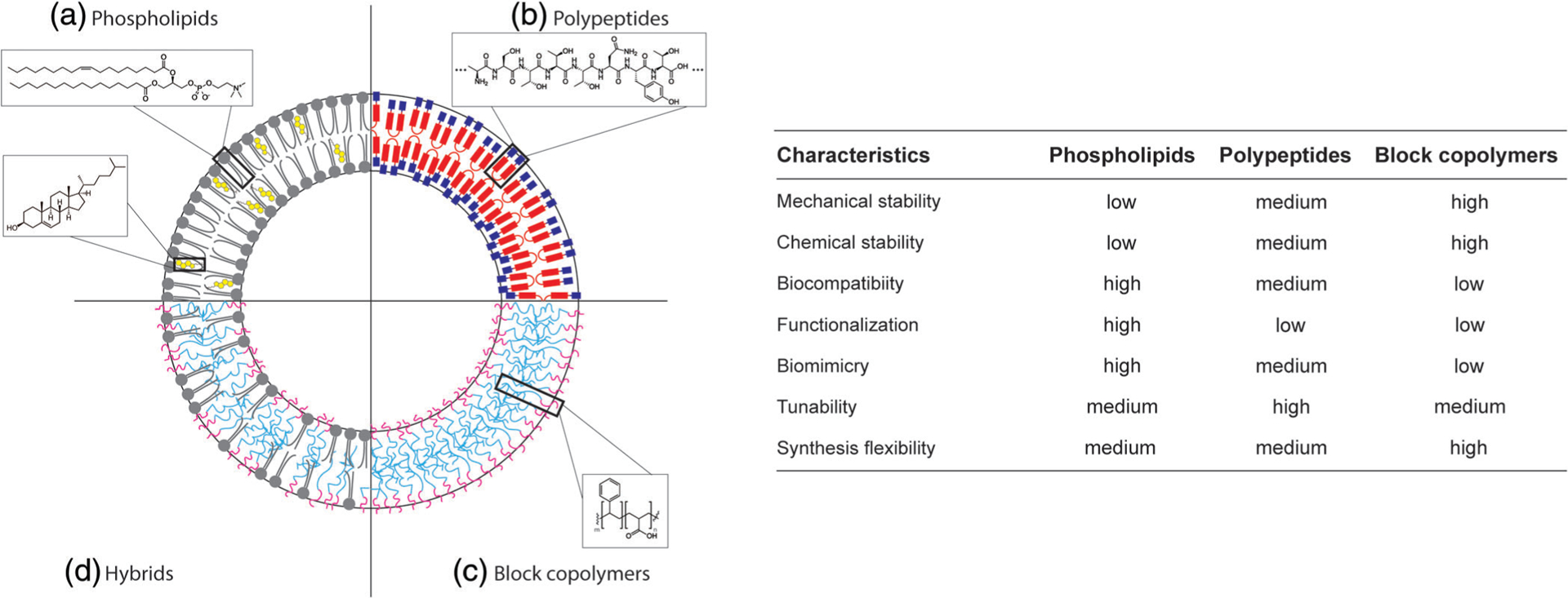 Engineering Spatiotemporal Organization And Dynamics In Synthetic Cells 