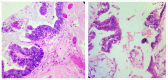 Fig. 13