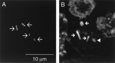 FIG. 5