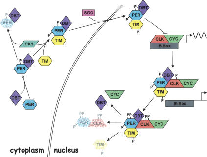 Figure 7.