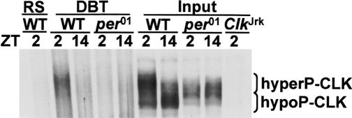 Figure 5.