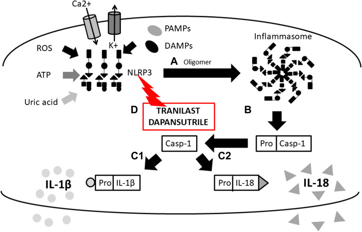 FIGURE 1