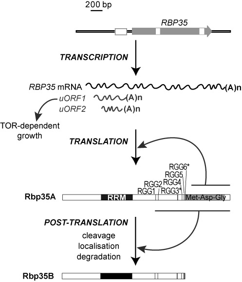 Figure 9.