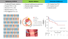 Graphical Abstract