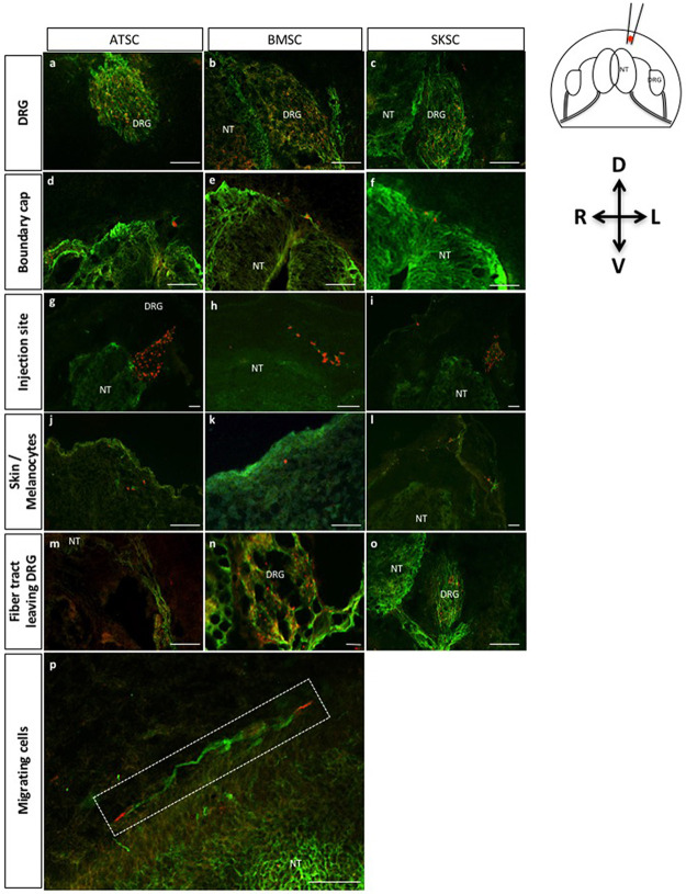 Fig 10