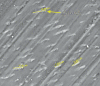 Micrograph 2