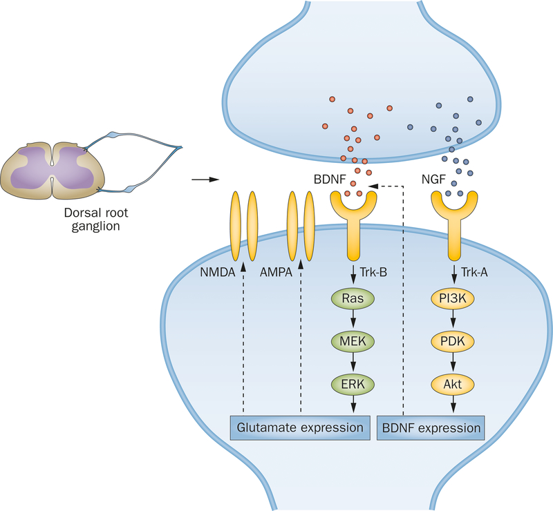 Figure 1 |