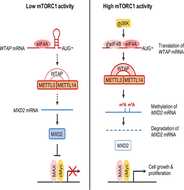 graphic file with name nihms-1705823-f0008.jpg