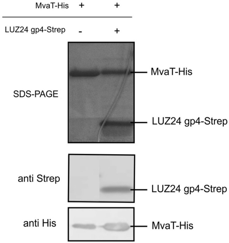 FIGURE 4