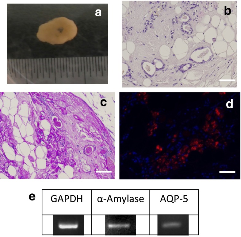 Fig. 6