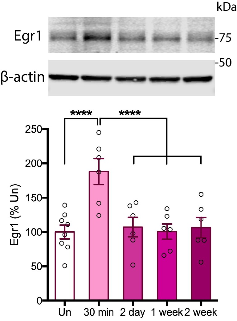 Figure 1—figure supplement 2.