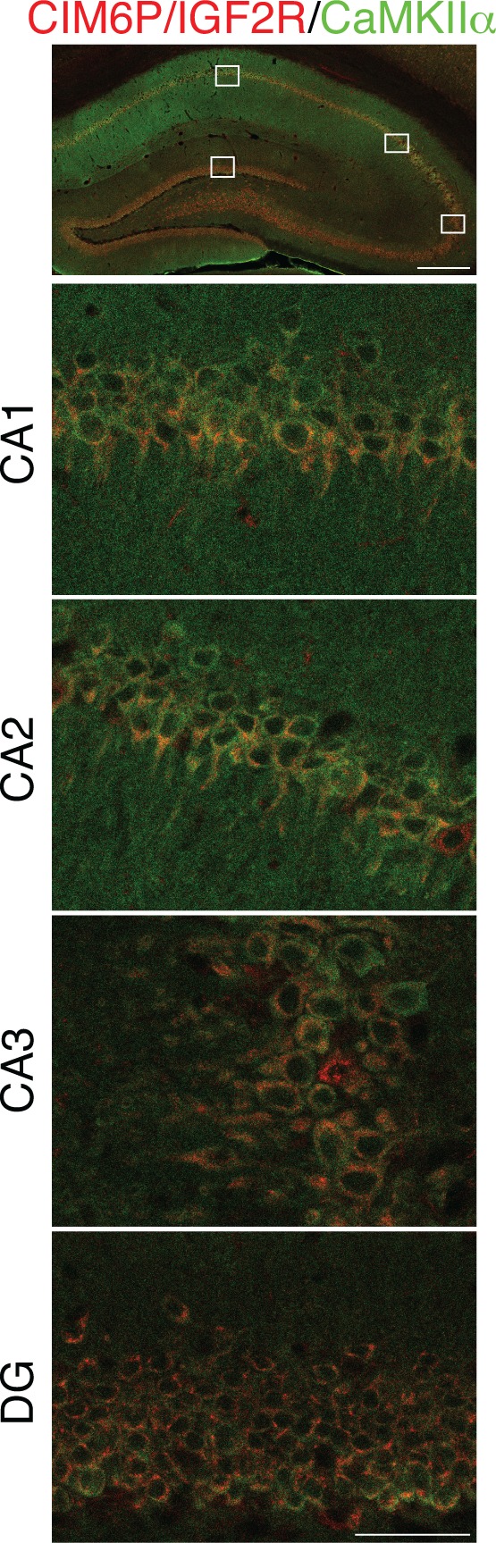 Figure 1—figure supplement 1.