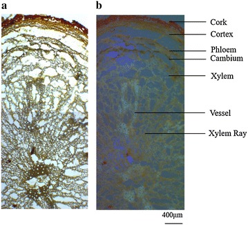 Fig. 2