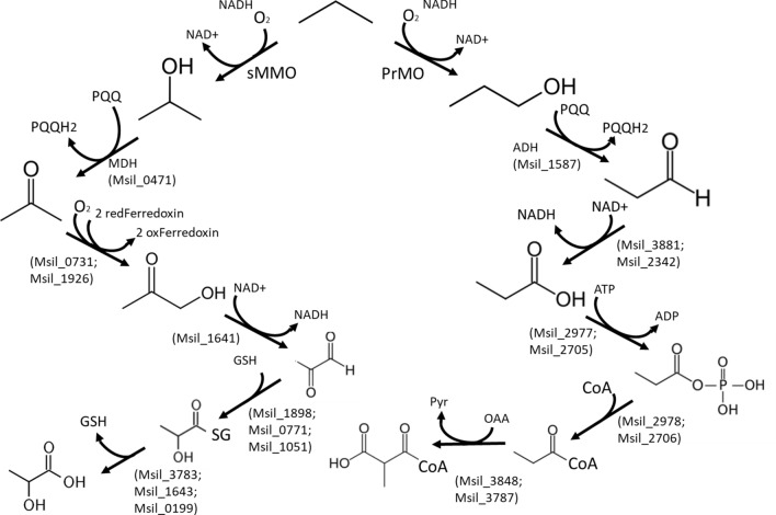 Fig. 7