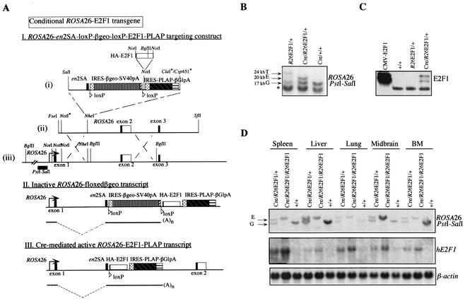 FIG. 2.