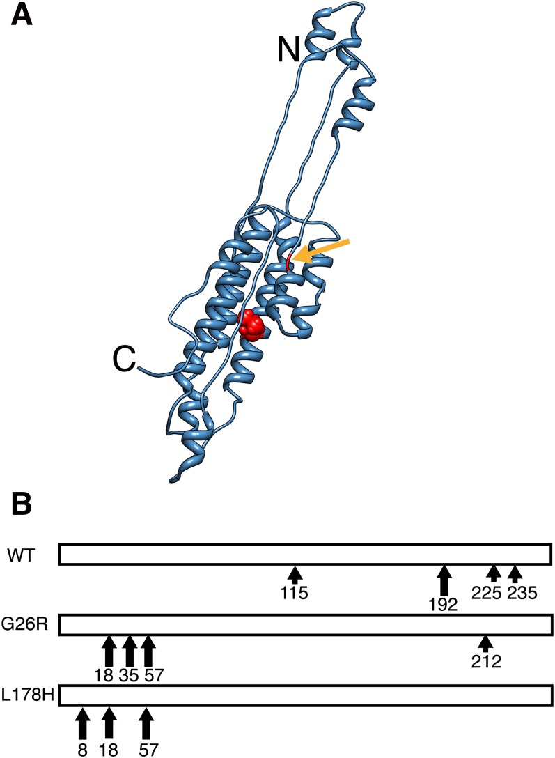 Fig. 6.