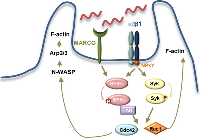 FIG 6