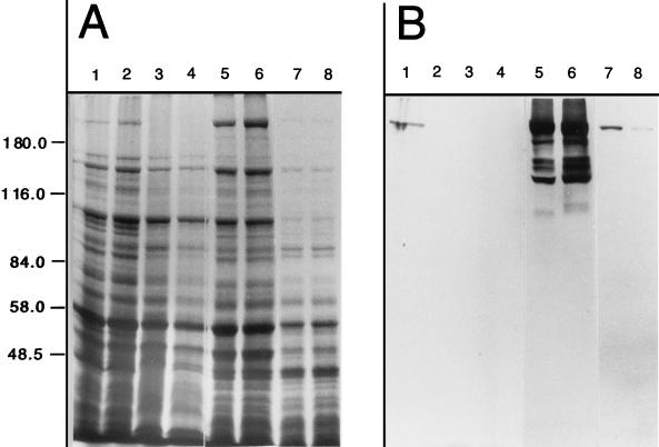 FIG. 5