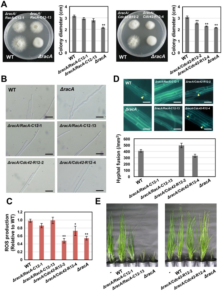 Fig 10