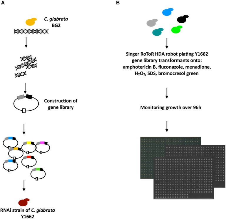 FIGURE 3