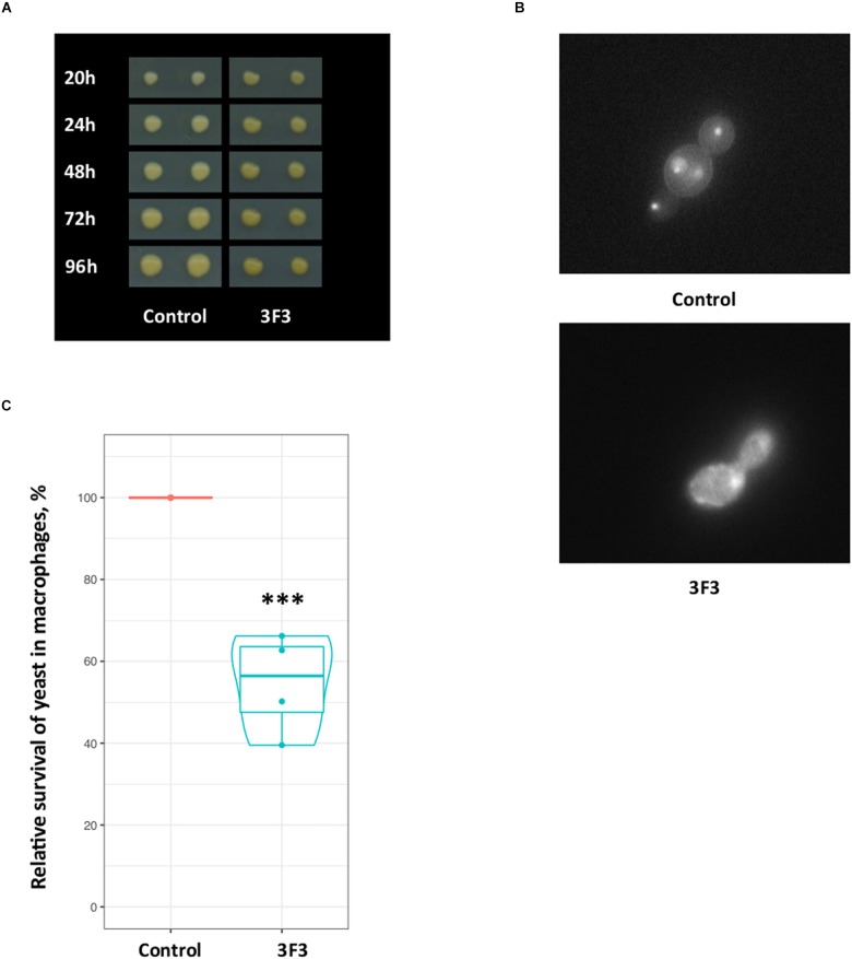 FIGURE 6