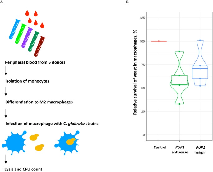 FIGURE 2