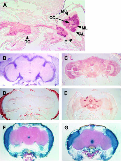 Figure 1.—