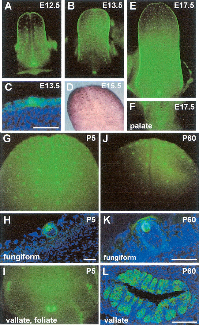 FIGURE 1.