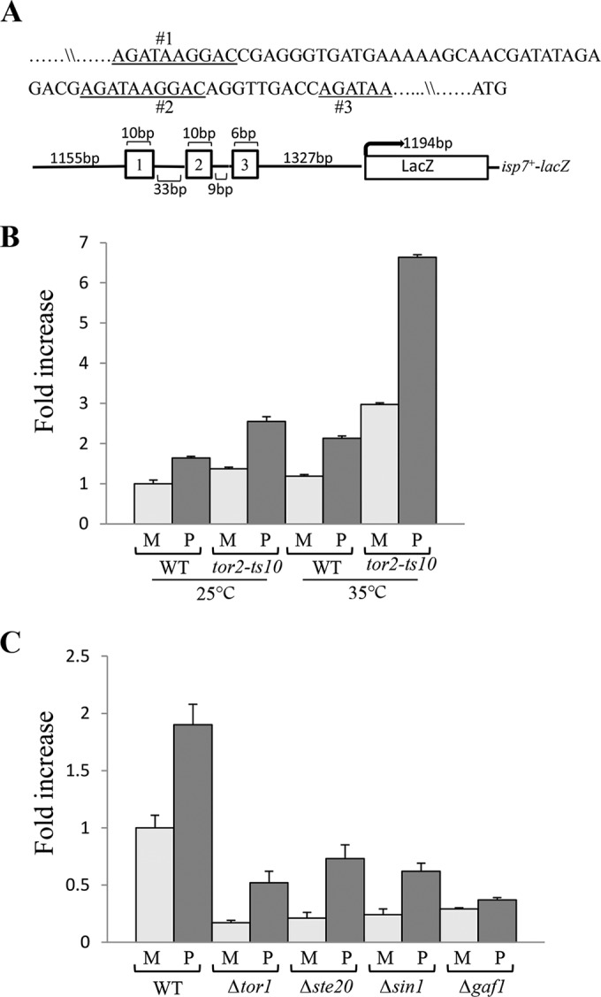 FIG 2 