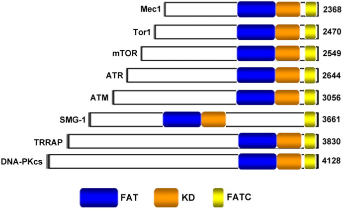 Fig. (1)