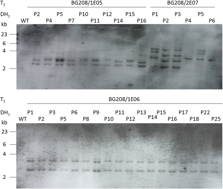 Fig 4