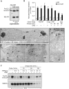 FIGURE 6: