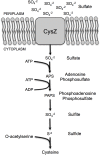 Figure 1—figure supplement 1.