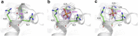 Figure 5—figure supplement 1.