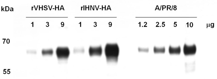 Fig 5