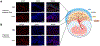 Figure 7: