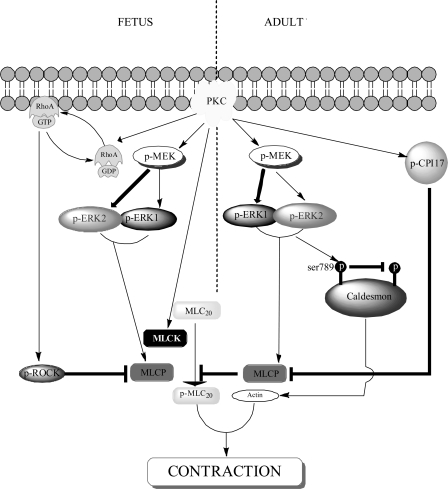 Fig. 8.