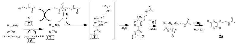 Scheme 1