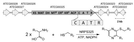 graphic file with name nihms-278860-f0001.jpg